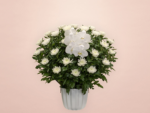 葬儀式・法事用 供花 白菊 HK3-M180