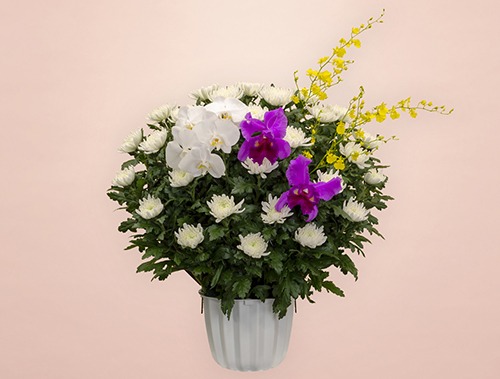 葬儀式・法事用 供花 白菊 HK3-M230