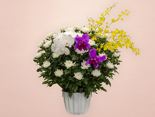 葬儀式・法事用 供花 白菊 HK3-M250