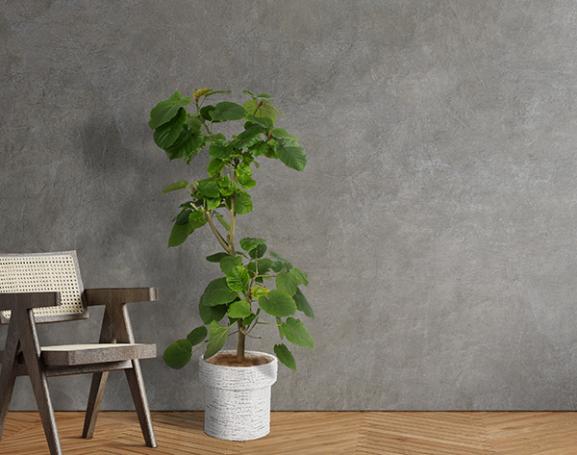 IndoorGreen「Ficus umbellata - ウンベラータ」