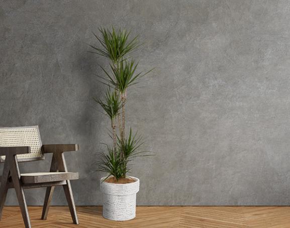 IndoorGreen「Dracaena concinna - コンシンネ」