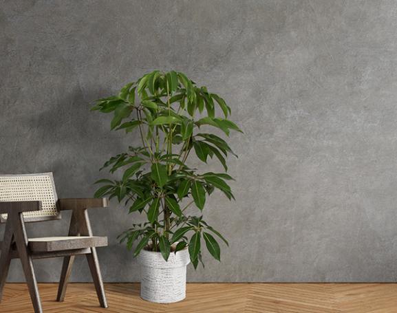 IndoorGreen「Tupidanthus calyptratus - ツピタンサス」