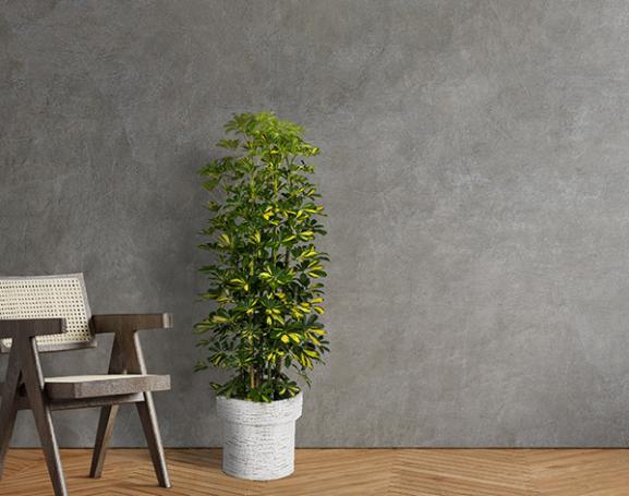 IndoorGreen「Schefflera arboricola - カポック」