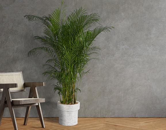 IndoorGreen「Dypsis lutescens - アレカヤシ」