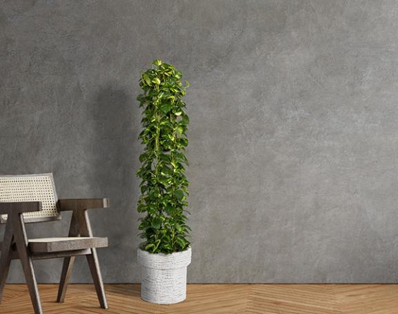 IndoorGreen「Epipremnum aureum - ポトス」