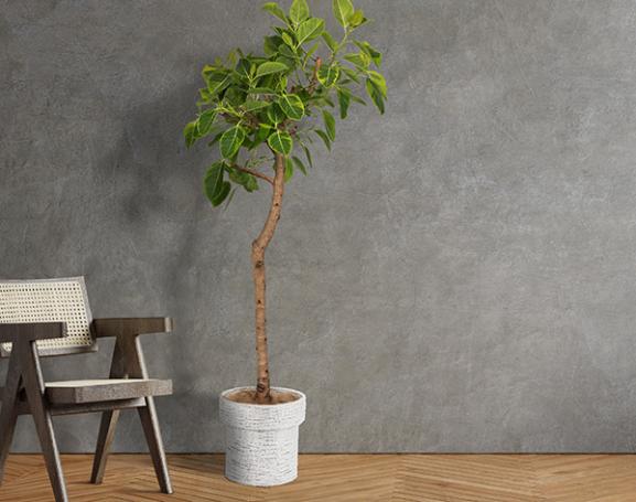 IndoorGreen「Ficus altissima - アルティシマ」
