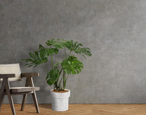 IndoorGreen「Monstera - モンステラ」