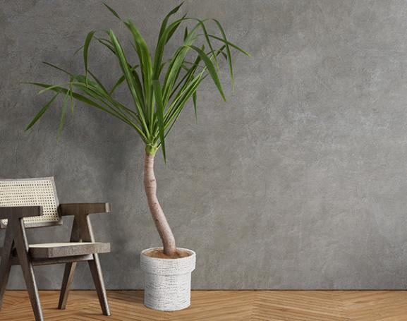 IndoorGreen「Dracaena sp  - ドラセナ パラオ」