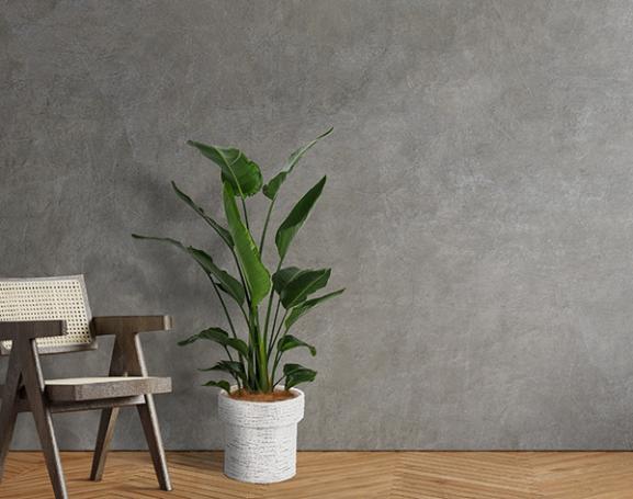 IndoorGreen「Strelitzia nicolai  - オーガスタ」