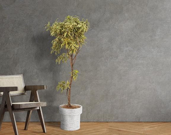 IndoorGreen「Dracaena reflexa - ソングオブインディア」