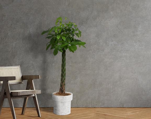 IndoorGreen「Pachira - パキラ(大鉢) 」