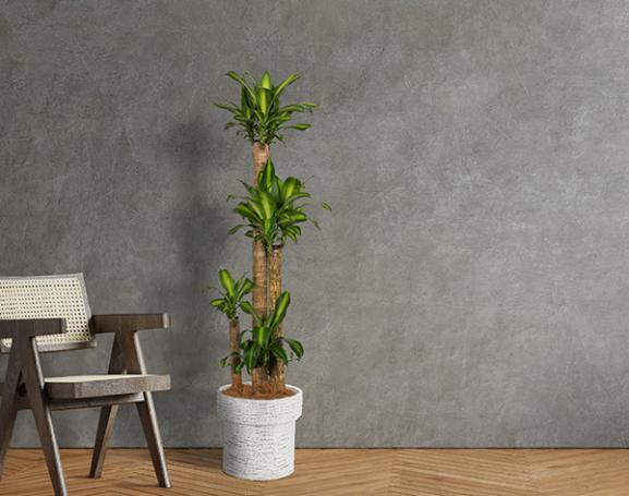 IndoorGreen「Dracaena - マッサンギアナ 」