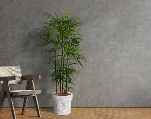 IndoorGreen「Rhapis excelsa - シュロチク 」