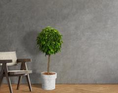 IndoorGreen「Ficus benjamina - ベンジャミン」