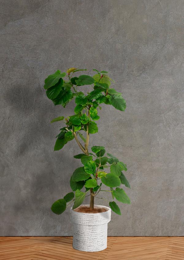 IndoorGreen「Ficus umbellata - ウンベラータ」