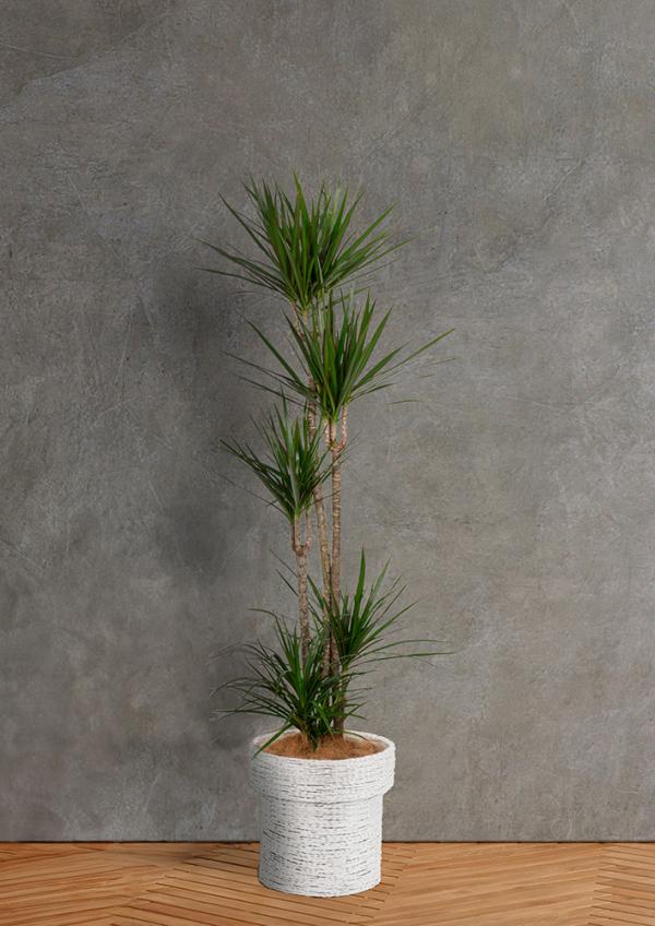 IndoorGreen「Dracaena concinna - コンシンネ」