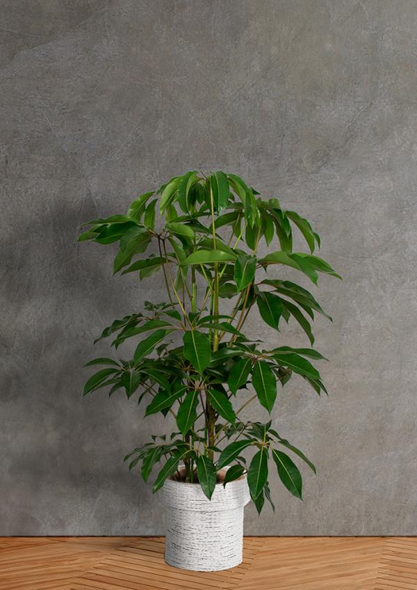 IndoorGreen「Tupidanthus calyptratus - ツピタンサス」 | HANATOMO ONLINE SHOP