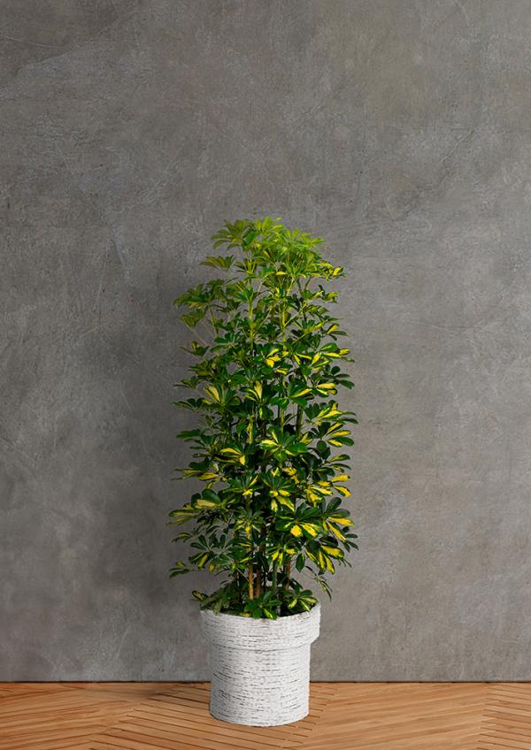 IndoorGreen「Schefflera arboricola - カポック」