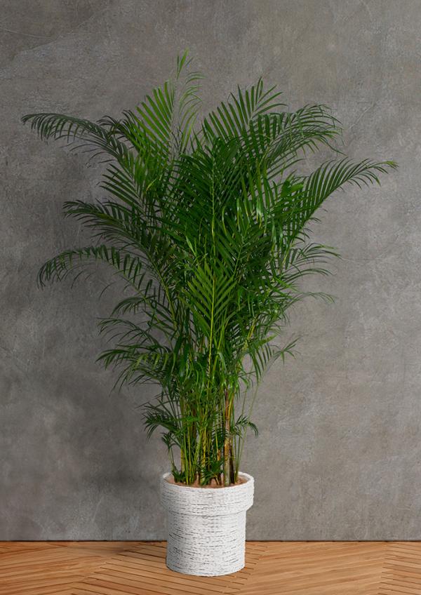 IndoorGreen「Dypsis lutescens - アレカヤシ」