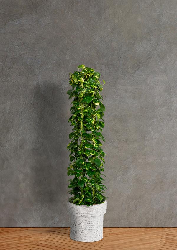 IndoorGreen「Epipremnum aureum - ポトス」