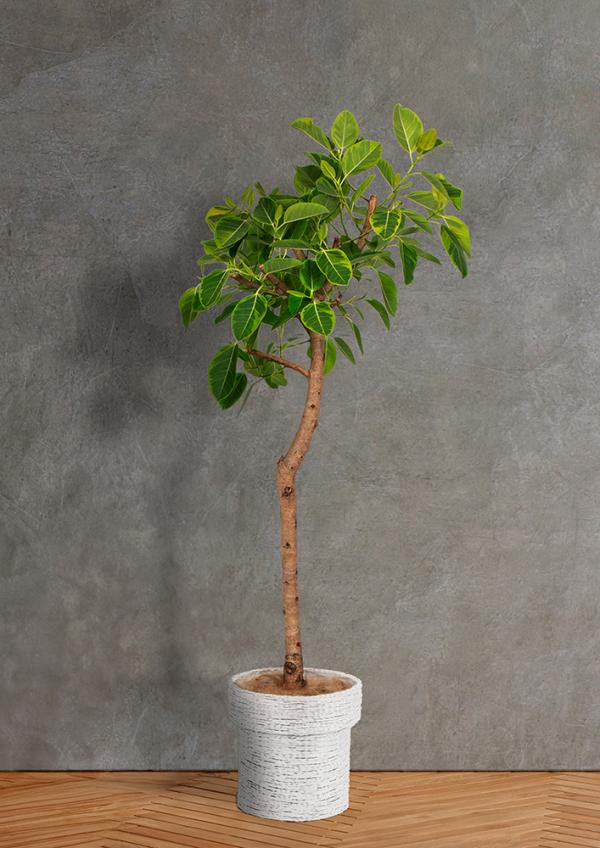 IndoorGreen「Ficus altissima - アルティシマ」