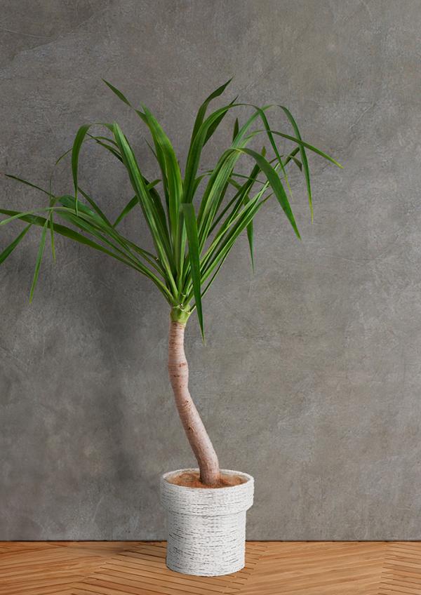 IndoorGreen「Dracaena sp - ドラセナ パラオ」 | HANATOMO ONLINE SHOP