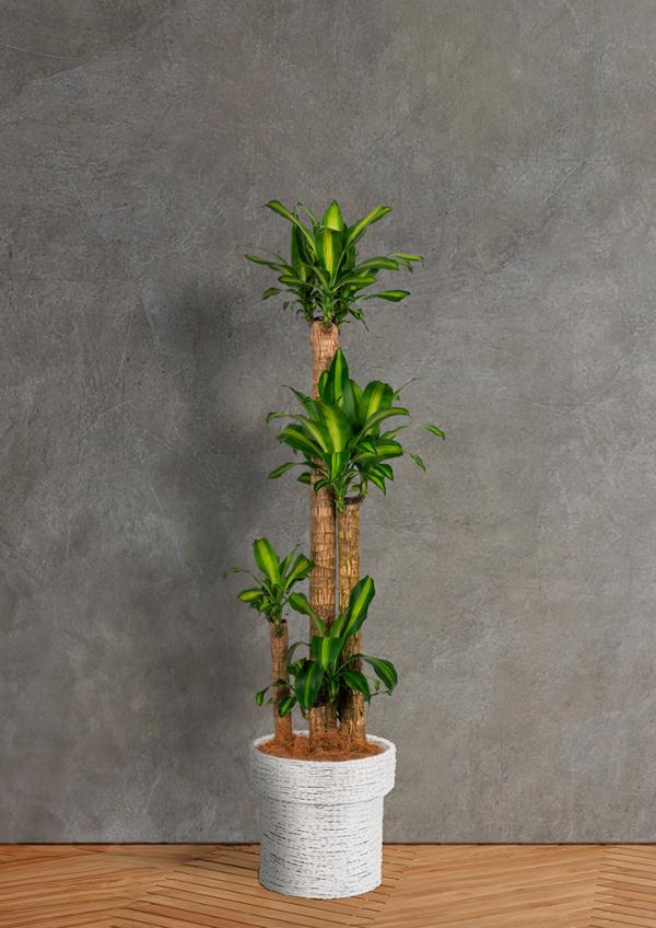 IndoorGreen「Dracaena - マッサンギアナ 」