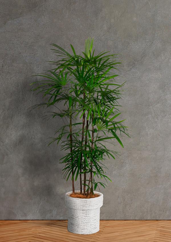 IndoorGreen「Rhapis excelsa - シュロチク 」