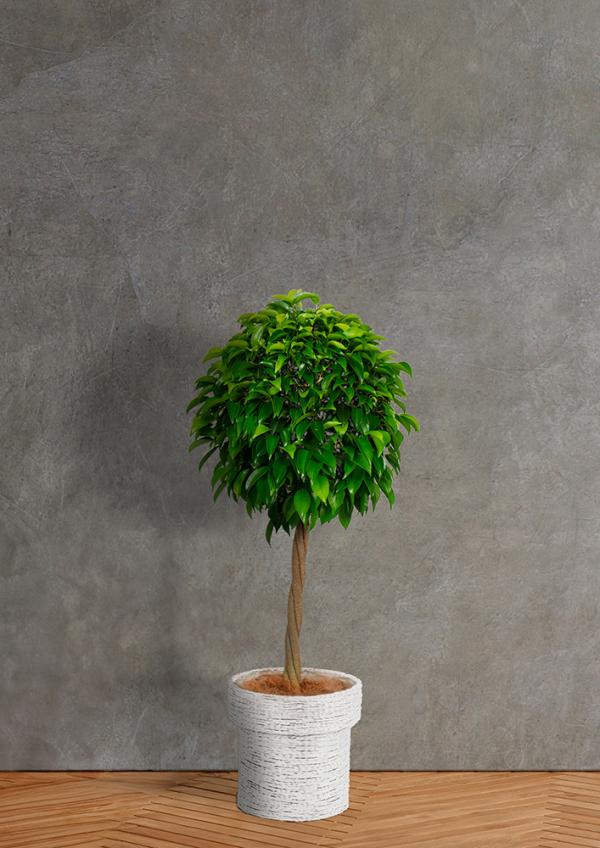 IndoorGreen「Ficus benjamina - ベンジャミン」